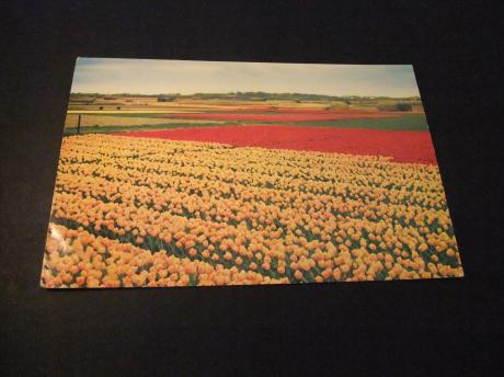 Bollenvelden ( Bollenstreek-Holland) 1965 ansichtkaart